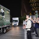 En esta imagen publicada por la agencia de noticias Xinhua, varios vehículos trasladan a una pareja de pandas gigantes, Ping Ping y Fu Shuang, desde la Base de Investigación de Cría de Pandas Gigantes en Chengdu , en el suroeste de la provincia china de Sichuan, el sábado 26 de octubre de 2026. (Xu Bingjie/Xinhua via AP)