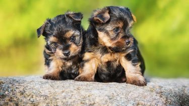 una mujer y un hombre resultan estafados por una supuesta vendedora de yorkies