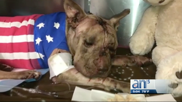 ofrecen 40 mil dolares de recompensa por caso de crueldad animal