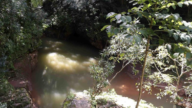 un joven muere al ser impactado por un arbol