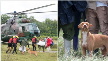 indignacion en cuba por el perro abandonado durante evacuaciones en granma