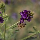 Peligra “último refugio” de abejas en EEUU
