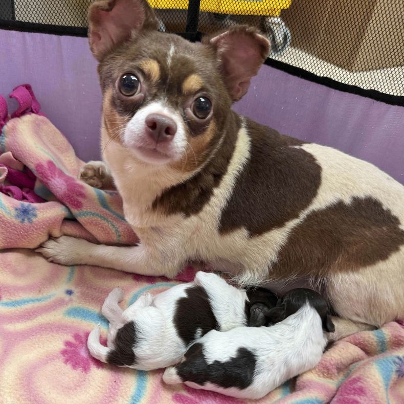 En esta fotografía proporcionada por Samantha Ranlet, una perra chihuahua y sus dos cachorros que estaban entre los 101 perros rescatados de una vivienda en el centro de la Sociedad para la Prevención de la Crueldad hacia los Animales del condado de Wake, en Garner, Carolina del Norte, el miércoles 4 de junio de 2025. (Samantha Ranlet/SPCA of Wake County via AP)