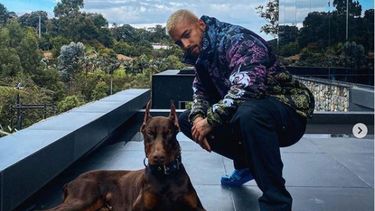 maluma resulto herido en la cara por un ataque brutal de su doberman