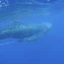 ARCHIVO - En esta imagen del 6 de marzo de 2019 proporcionada por el Santuario Nacional Marino de Ballenas Jorobadas Islas Hawaianas de NOAA, una ballena jorobada joven que fue liberada de equipo de pesca por personal entrenado cerca de Makena Beach, Hawai. Casi la mitad de las especies migratorias del mundo están en declive, según un nuevo reporte de Naciones Unidas publicado el lunes 12 de febrero de 2024. (Ed Lyman/Santuario Nacional Marino de Ballenas Jorobadas Islas Hawaianas de NOAA via AP, Archivo)