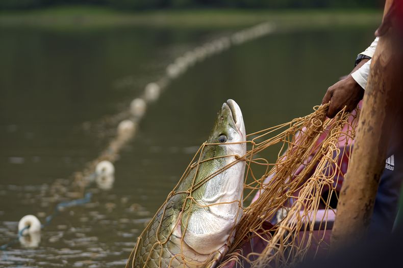 ARCHIVO – Pesca de un pez pirarucú en un río del asentamiento San Raimundo, en Carauari, Brasil, el 6 de septiembre de 2022. (AP Foto/Jorge Saenz, File)