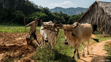 cuba advierte que seguira usando la traccion animal en la agricutura y la lena para producir pan