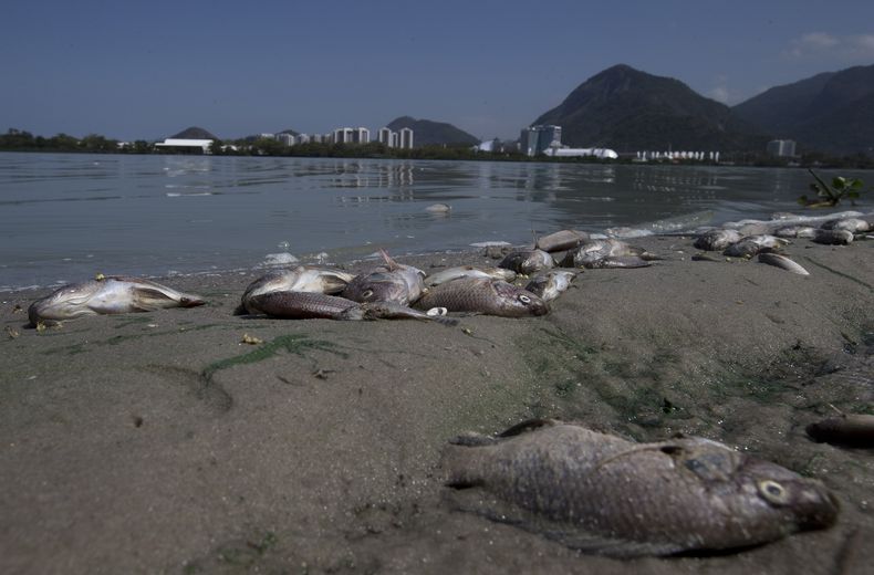 ARCHIVO - Cadáveres de peces en la costa de la laguna de Jacarepaguá, frente al Parque Olímpico en Río de Janeiro, Brasil, el 29 de agosto de 2015. (AP Foto/Silvia Izquierdo, Archivo)