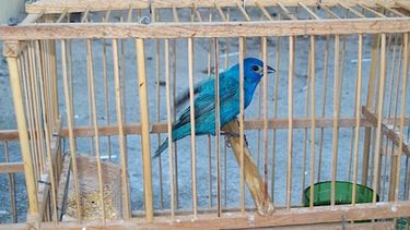 Aumenta  tráfico y caza furtiva de aves cantoras