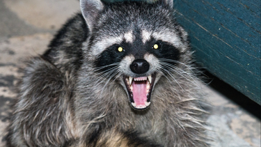americateve | racoon.png