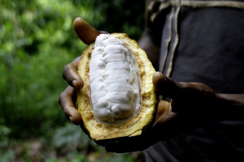 AFR-CLI COSTA DE MARFIL-CACAO
