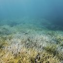 Los océanos se quedan sin oxígeno por calentamiento global