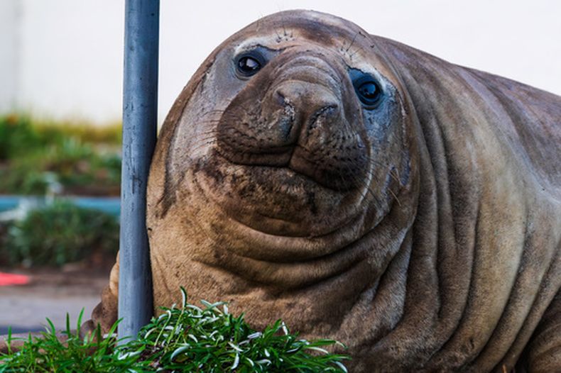 En esta foto proporcionada por Sam Volker Photography, Neil, una foca elefante de 1.000 kg (2.200 libras), descansa apoyado en un poste en Tasmania, Australia, el 27 de junio de 2026. (Sam Volker Photography vía AP)
