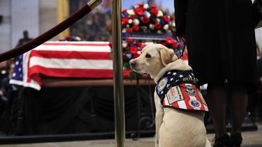 Sully, el perro de servicio de Bush, visita su féretro