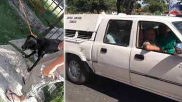 conmocion en cuba tras la matanza de perros callejeros por la visita de los reyes de espana