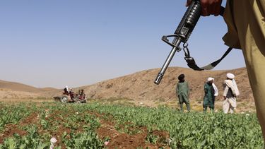 ARCHIVO - El Talibán desmonta un campo de amapolas en Washir, un distrito de la provincia de Helmand, Afganistán, el 29 de mayo de 2022. (AP Foto/Abdul Khaliq, Archivo)