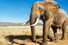 Un turista saudí murió tras ser embestido por un elefante durante un safari en Uganda