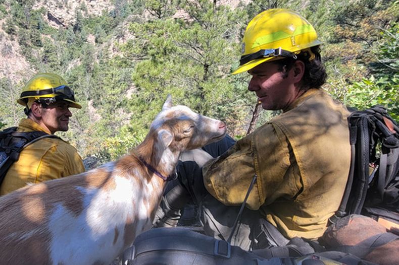 Una cabra de nombre Goldie hace compañía a bomberos que combaten el incendio Rock Creek, el jueves 9 de julio de 2026, en Colorado Springs, Colorado. (Colorado Springs Fire vía AP)
