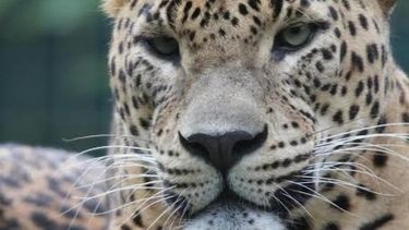 se avecina una extincion masiva: comunidad cientifica