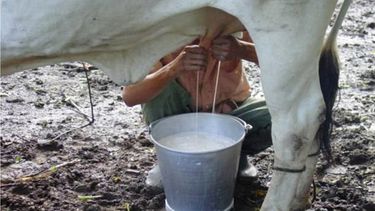 cae produccion de leche, huevos, boniato, malanga y maiz en cuba