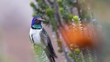 Colibrí ecuatoriano emite cantos de seducción ultrasónicos