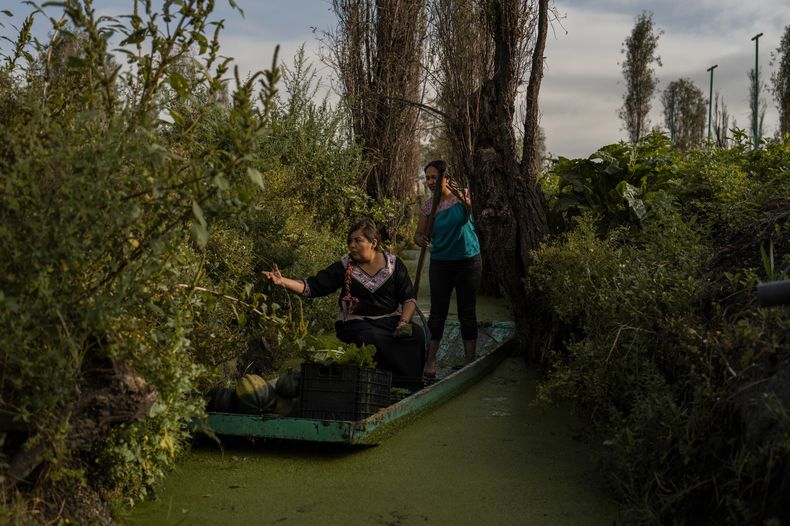 Jasmín Ordóñez y Cassandra Garduño, a la derecha, reman en una barca en la chinampa de Garduño, una granja insular construida por los aztecas hace miles de años, en San Gregorio Atlapulco, un municipio de la Ciudad de México, el 20 de septiembre de 2025. (Foto AP/Félix Márquez).