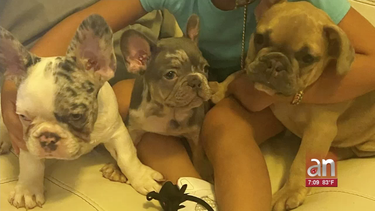 ladrones logran robarse varias armas y mascotas
