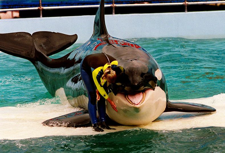AMN-GEN_MIAMI-ORCA-0.jpg