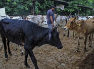 virus ha matado 100.000 cabezas de ganado en la india