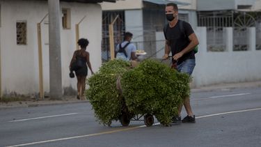 santeros cubanos preven enfermedades y complots en 2022