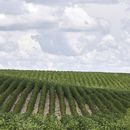 ONU ve una futura escasez de comida que sería evitable