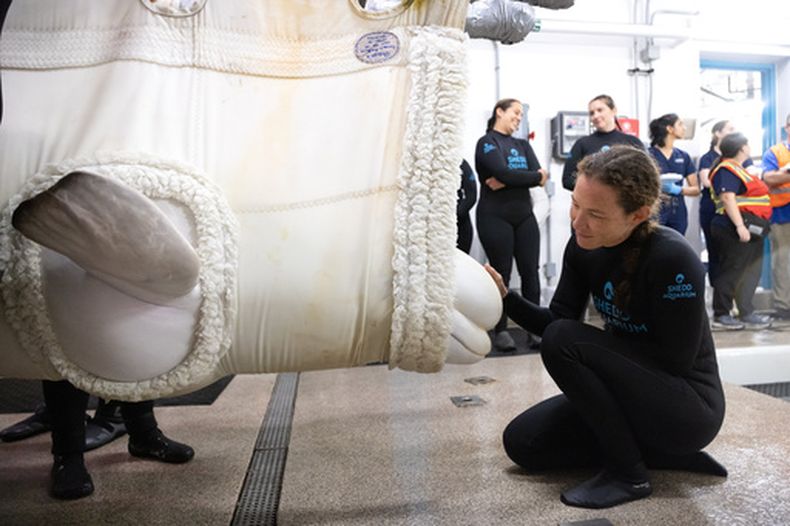 Foto entregada por el Acuario Shedd que muestra a una de las ballenas llegando a ese acuario en Chicago el 13 de agosto del 2026. (Gavin Wright/Acuario Shedd via AP)