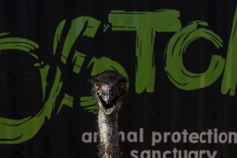 Un emu gruñe en el Santuario de animales Ostok, a las afueras de Culiacán, México, el lunes 19 de mayo de 2025. (AP Foto/Félix Márquez)