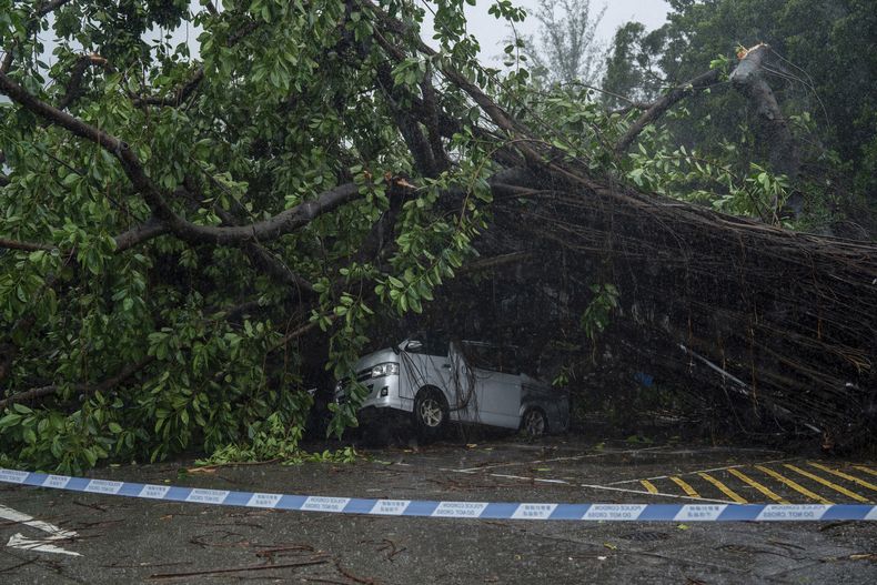 Un vehículo dañado por árboles caídos tras el paso del tifón Wipha en Hong Kong, el domingo 20 de julio de 2025. (AP Foto/Vernon Yuen)