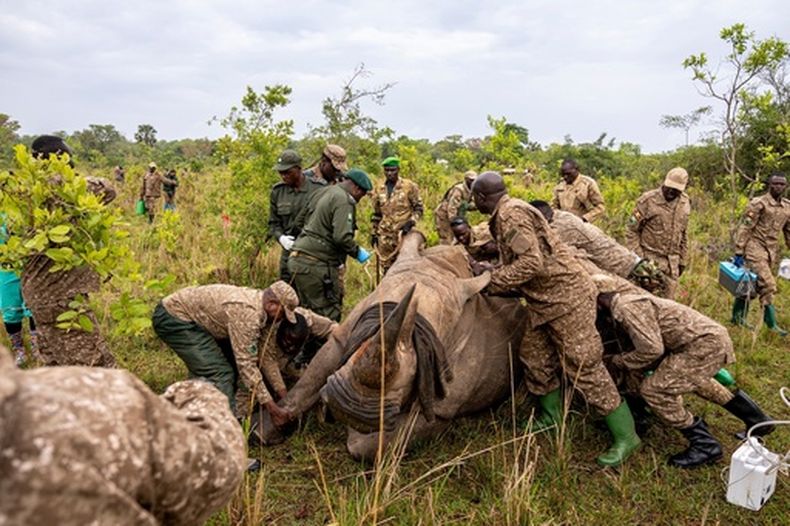 Varios guardias forestales preparan a un rinoceronte para transportarlo desde el Santuario de Rinocerontes de Ziwa al Parque Nacional del Valle de Kidepo, en el noreste de Uganda, el jueves 19 de marzo de 2026. (AP Foto/Moses Dipak)