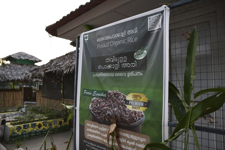 Un afiche colocado por Joseph PV y su hijo Tom promueve la venta de su arroz pokkali, el 22 de abril de 2023, en la localidad de Chathamma, estado de Kerala, India. (AP Foto/R S Iyer)