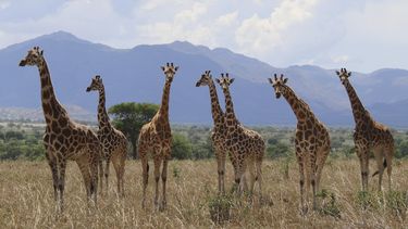 Esta imagen proporcionada por Michael Brown, de la Unión Internacional para la Conservación de la Naturaleza en agosto de 2025 muestra un rebaño de jirafas del norte (Giraffa camelopardalis) en el parque nacional Valle de Kidepo en Uganda. (Michael Brown/IUCN via AP)