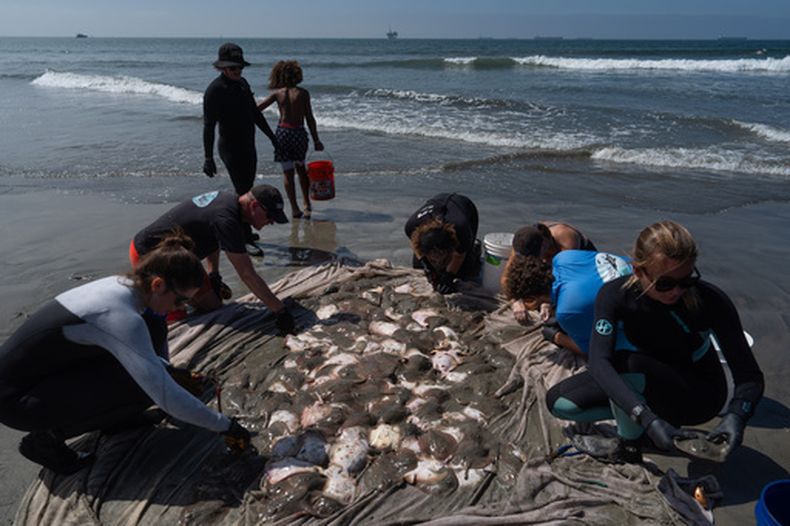 Investigadores rodean un montón de rayas para cortarles el aguijón tras capturarlas en Seal Beach, California, el 7 de agosto de 2026. (AP Foto/Jae C. Hong)