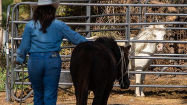 Jasmin Gómez, voluntaria del River Thunder Ranch, lleva a Blackie, una yegua de Shetland, a un corral mientras Estrella, la hija de Blackie, observa la escena, el viernes 18 de septiembre de 2026, en Anthony, Nuevo México. (Corrie Boudreaux/El Paso Matters vía AP)