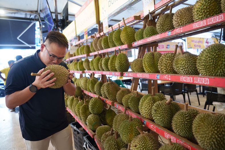 Un hombre huele un durián en un puesto de venta de esta fruta en Petaling Jaya, a las afueras de Kuala Lumpur, Malasia, el lunes 22 de junio de 2026. (Foto AP/Vincent Thian)