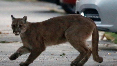 coronavirus: las imagenes de como los animales se estan tomando las calles de algunas ciudades del mundo confinadas por la pandemia