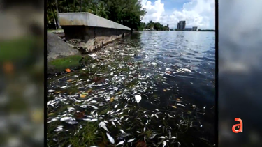 mueren decenas de peces en la bahia de biscayne