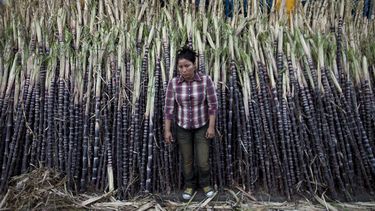 EEUU apunta a azúcar nicaragüense como medio de presión