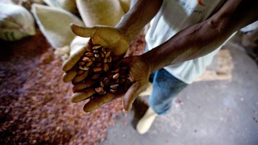 Sin licencias de exportación industria chocolatera se amarga