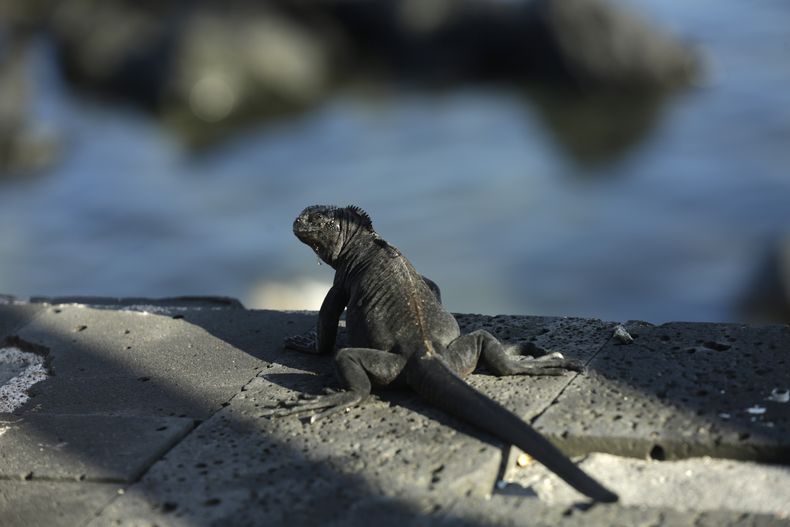 MUN-CIE REPTILES-EXTINCIÓN