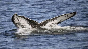 Ciencia explica por qué las ballenas crecieron tanto