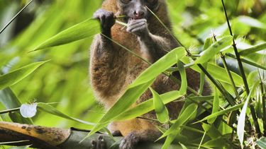 Coronavirus trastorna defensa mundial de especies en peligro