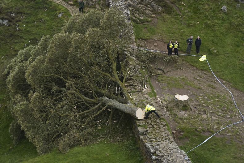 Agentes policiales contemplan el árbol en Sycamore Gap, junto al Muro de Adriano, en Northumberland, Inglaterra, jueves 28 de setiembre de 2023, que cayó durante la noche. Uno de los árboles más fotografiados del Reino Unido ha sido talado deliberadamente, en un aparente acto de vandalismo, dicen las autoridades. El árbol en Sycamore Gap junto al Muro de Adriano en Northumberland adquirió fama mundial al aparecer en la película de Kevin Costner Robin Hood: Prince Of Thieves, de 1991. (Owen Humphreys/PA via AP)