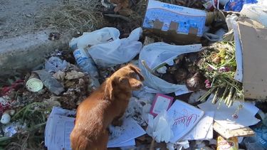 americateve | No hay leyes para proteger a los perros vagabundos. Tampoco medicinas para curarlos. Se descomponen en las calles.