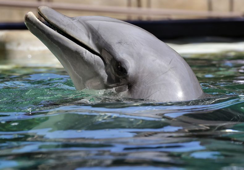 AMN-GEN_DELFINES_REUBICADOS-0.jpg